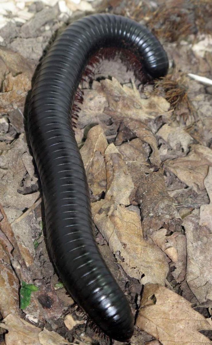 Гигантский кивсяк Archispirostreptus Gigas