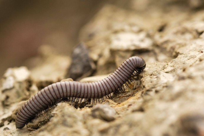 Giant Millipede