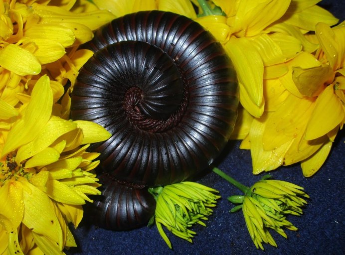 Archispirostreptus syriacus