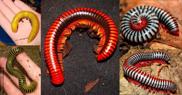 Xenobolus Carnifex