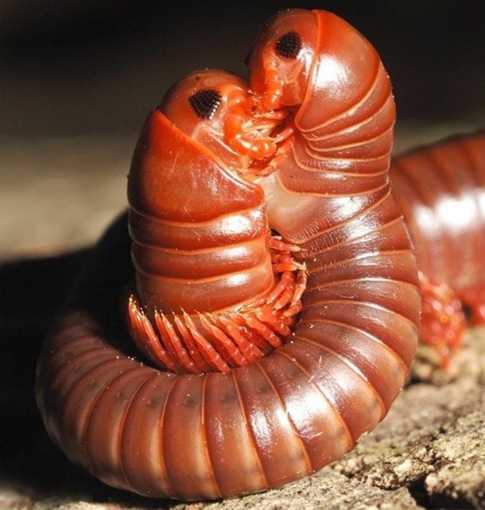 Гигантский кивсяк Archispirostreptus Gigas