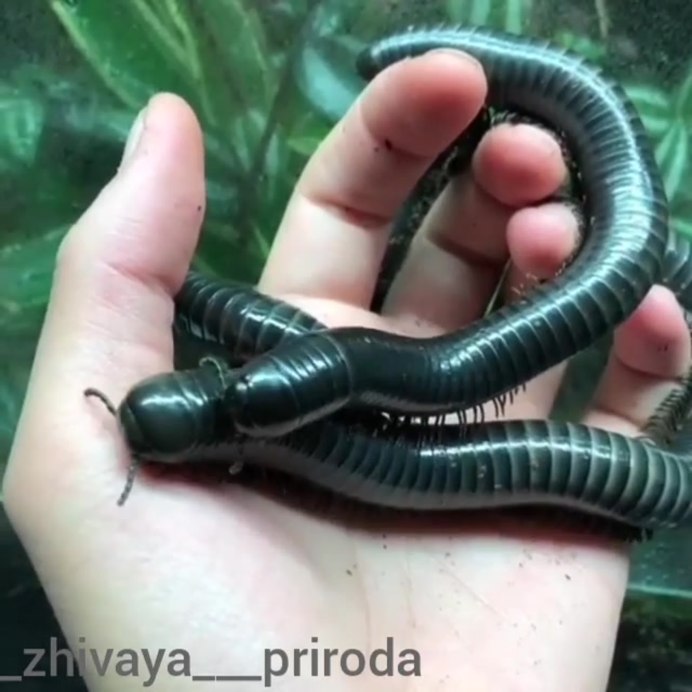 Кивсяк белый кавказский