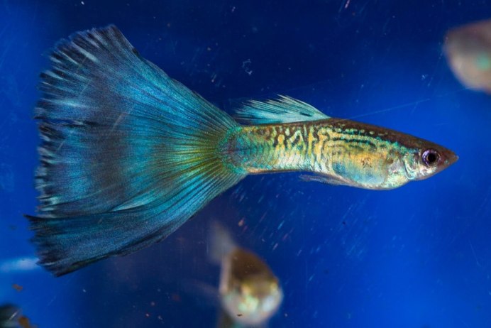 Guppy Fry photo