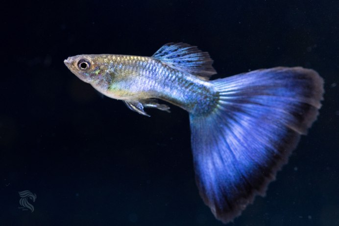 Царство гуппи Poecilia reticulata