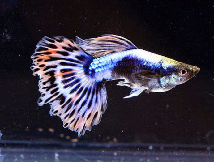 Гуппи России-селекция и генетика гуппи стандарт Guppy Dragon