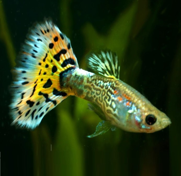 Гуппи Poecilia reticulata