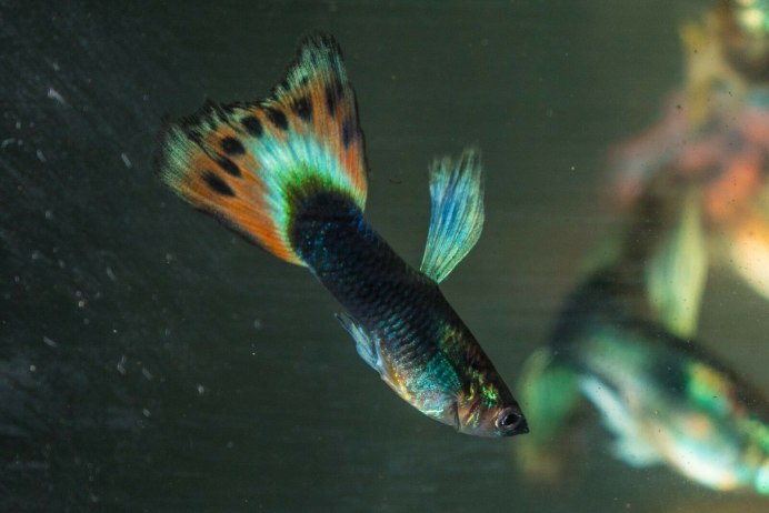 Гуппи Poecilia reticulata