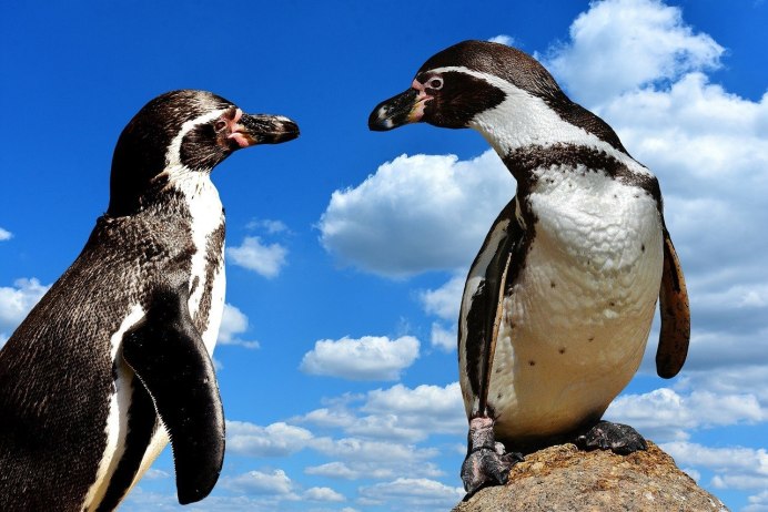 Penguin 4k