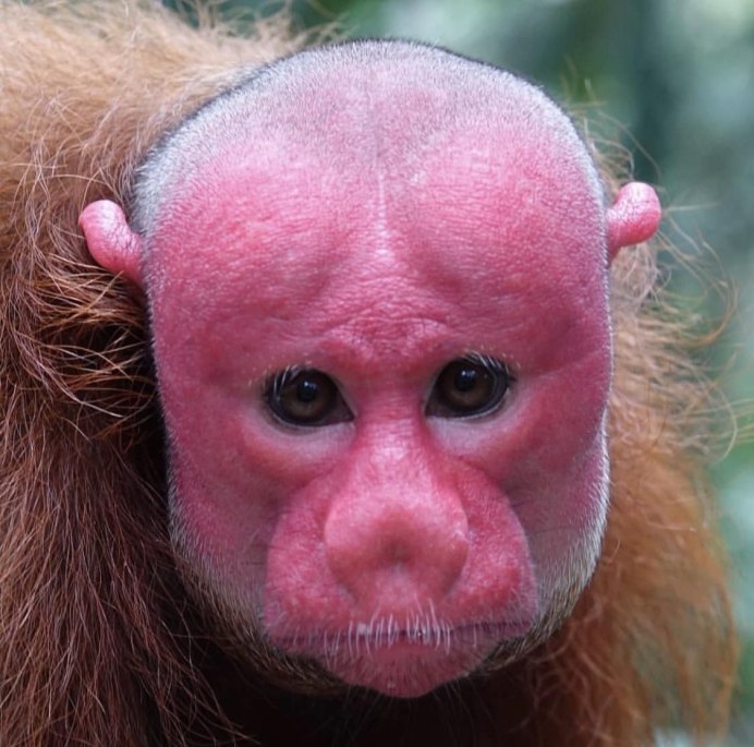 Bald Uakari