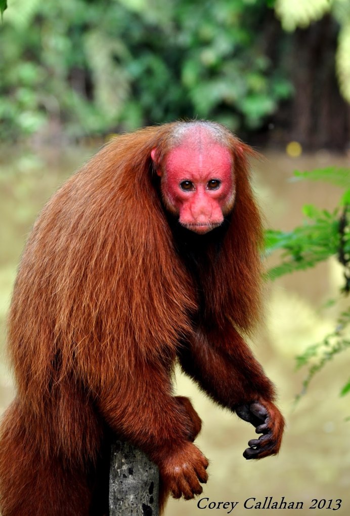 Медвежий макак ( Macaca arctoides )