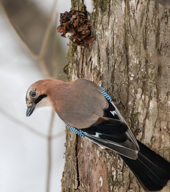 Сойка обыкновенная garrulus glandarius