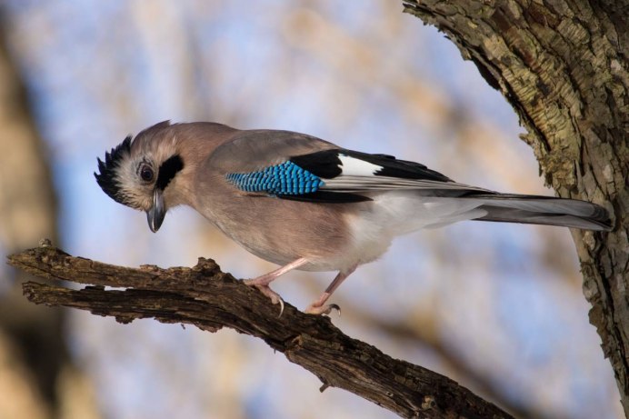 Garrulus glandarius