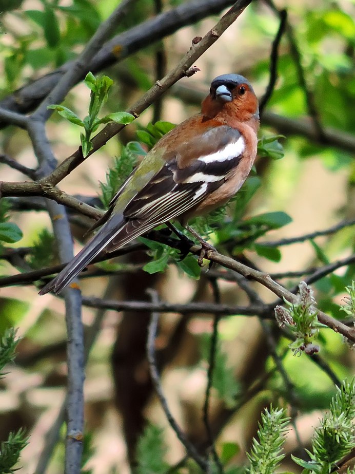 Зяблик (fringílla COÉLEBS)
