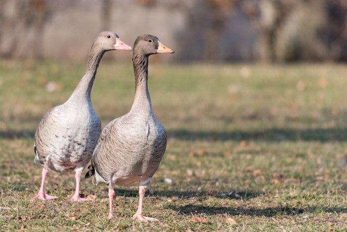 Сноу Гус (Snow Goose)