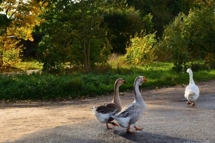 Белый Гусь Anser caerulescens
