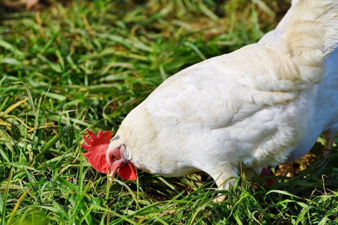 Белая курица