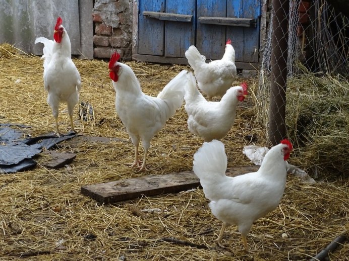 Бресс Гальский петух