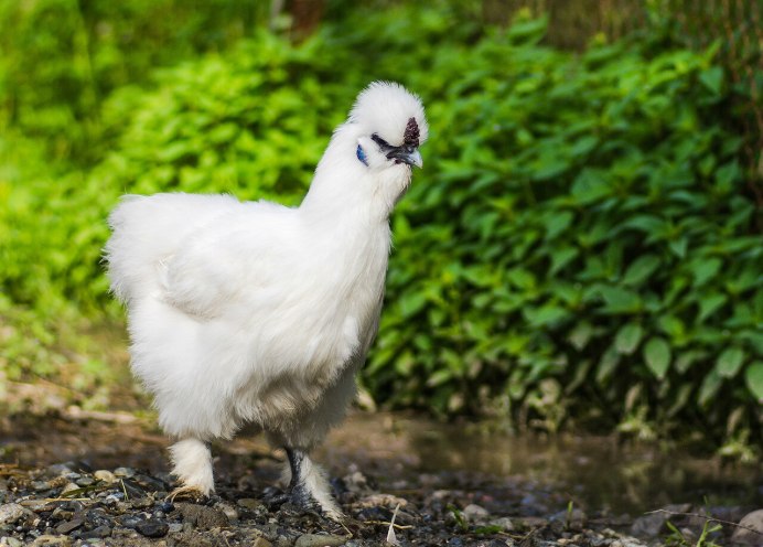 Леггорн Браун