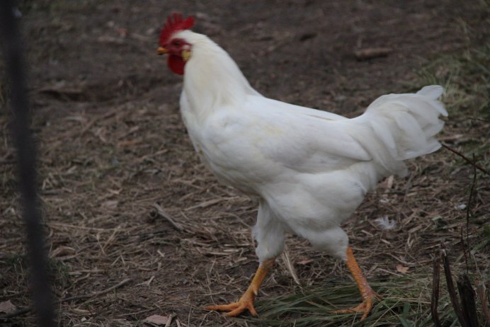 Леггорн Браун