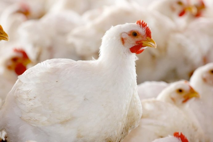 Бресс Галльская порода