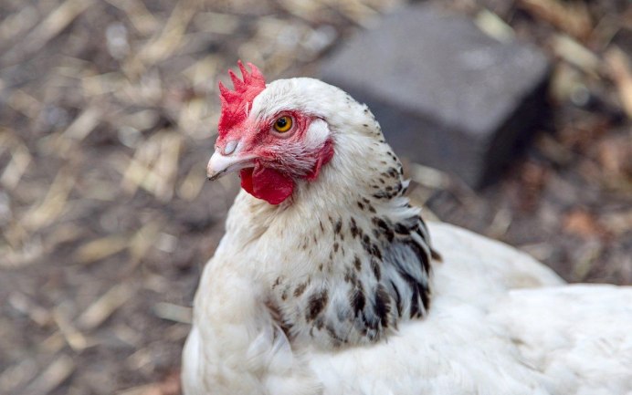 Красивая белая курица