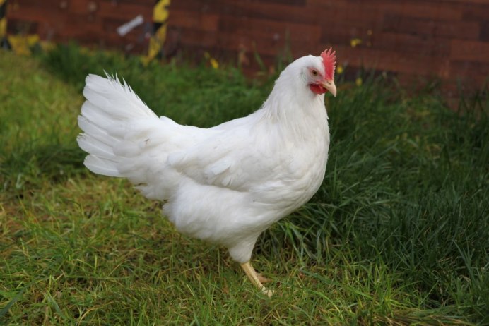 Леггорн золотистый