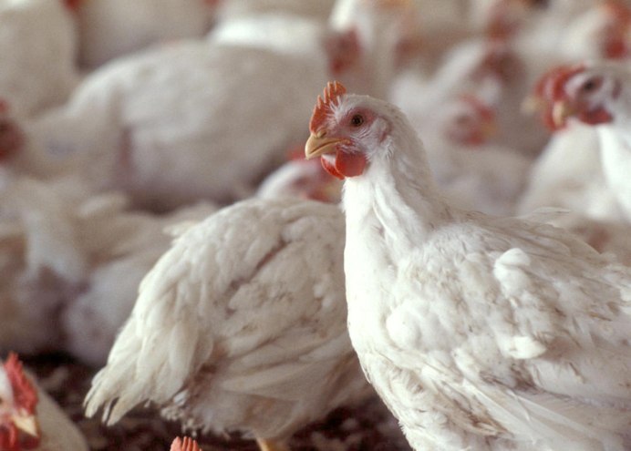 Брессгальские куры