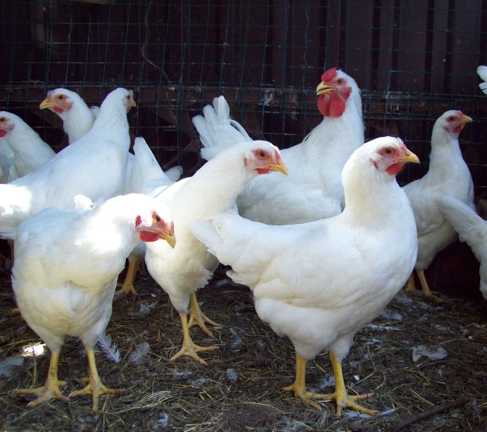 Куры Леггорн коралл