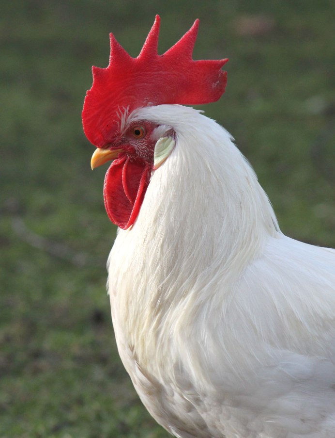 Птицеводство Кобб 500