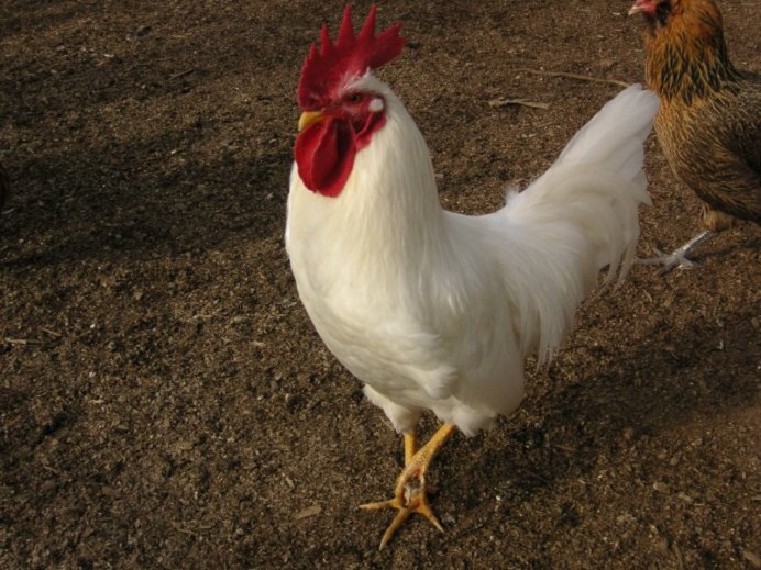 Петух на природе