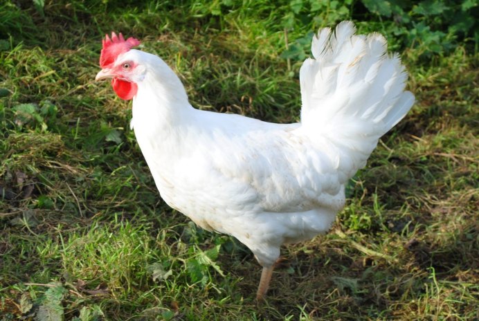 Несушка Декалб Уайт
