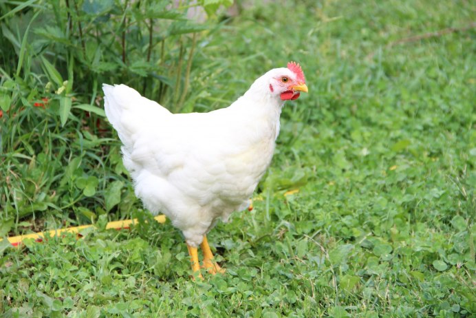 Птицеводство Канады