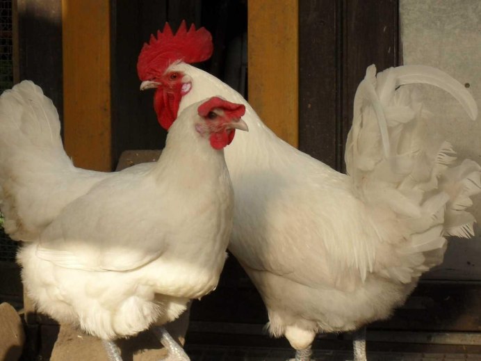 Деревенская курица