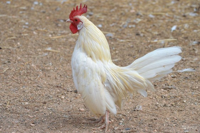 Курица домашняя птица