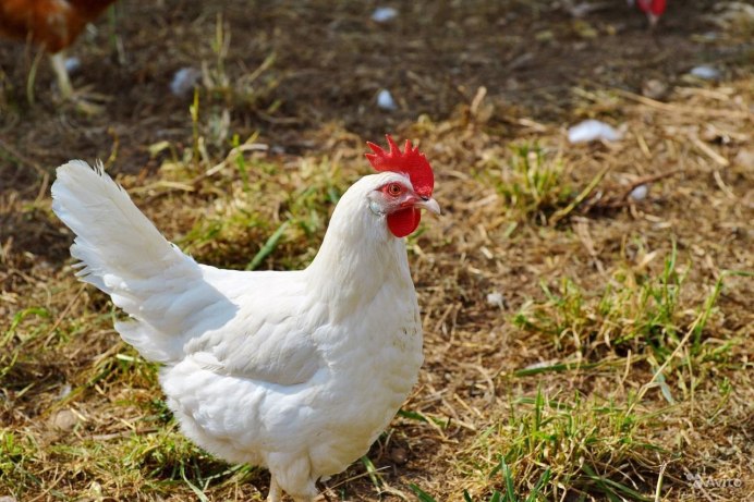 Белый Леггорн