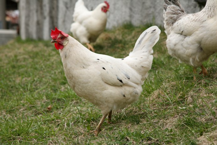 Куры Леггорн