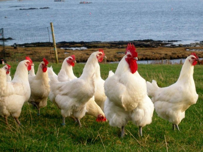 Обычная курица