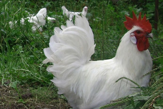 Куры Хайсекс Уайт