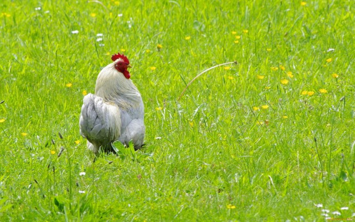 Северокавказская белая курица