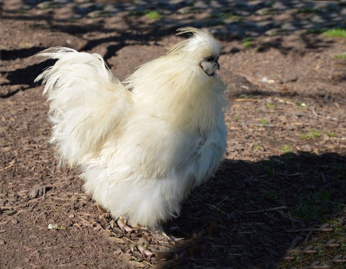 Ломан Леггорн