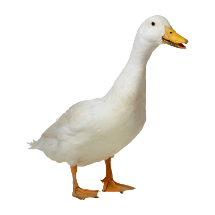 Белый гуль