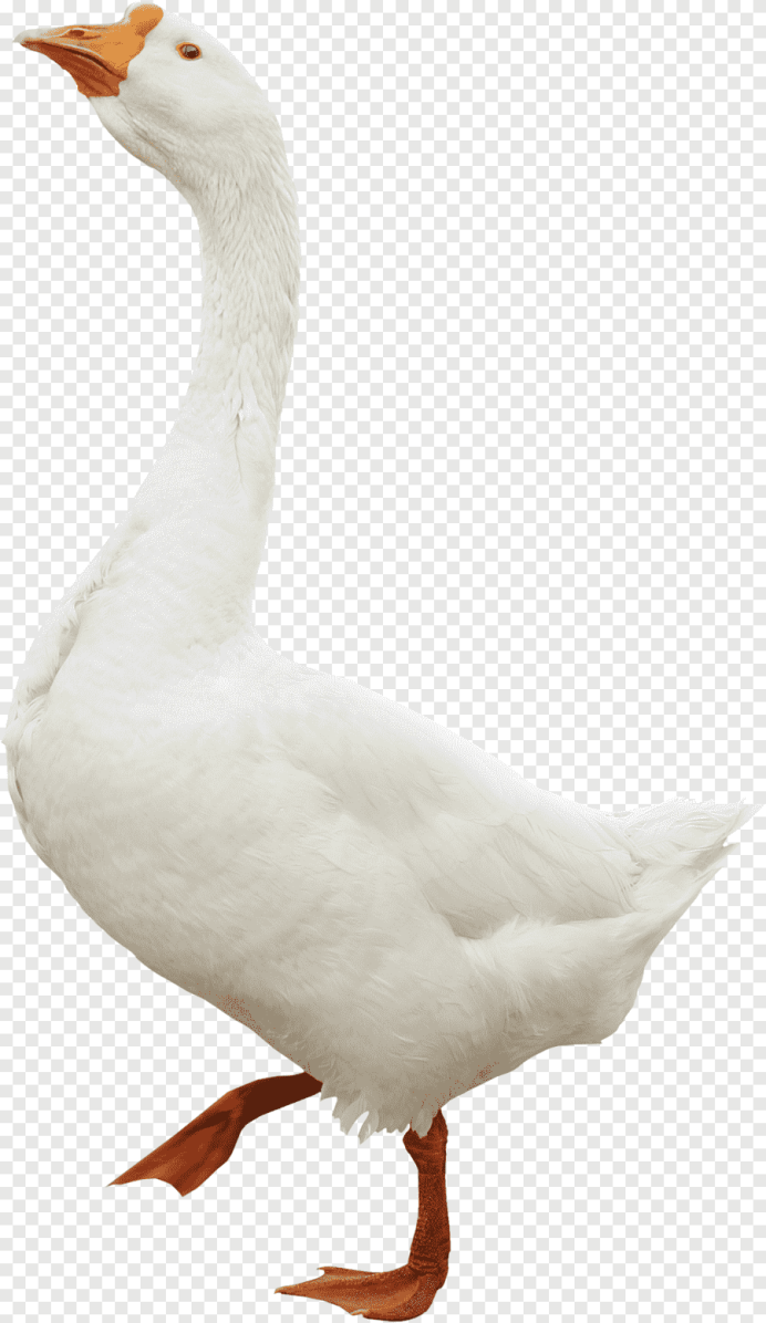 Фон с гусями