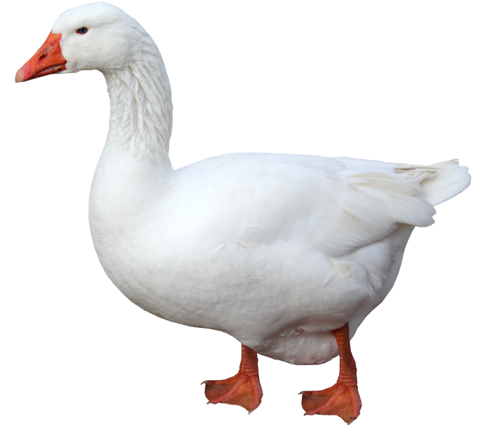 Утка домашняя