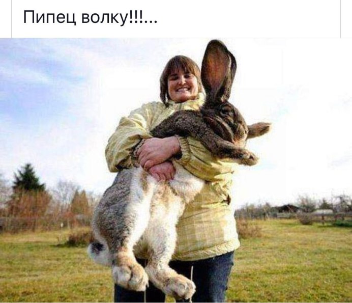 Необычные зайцы