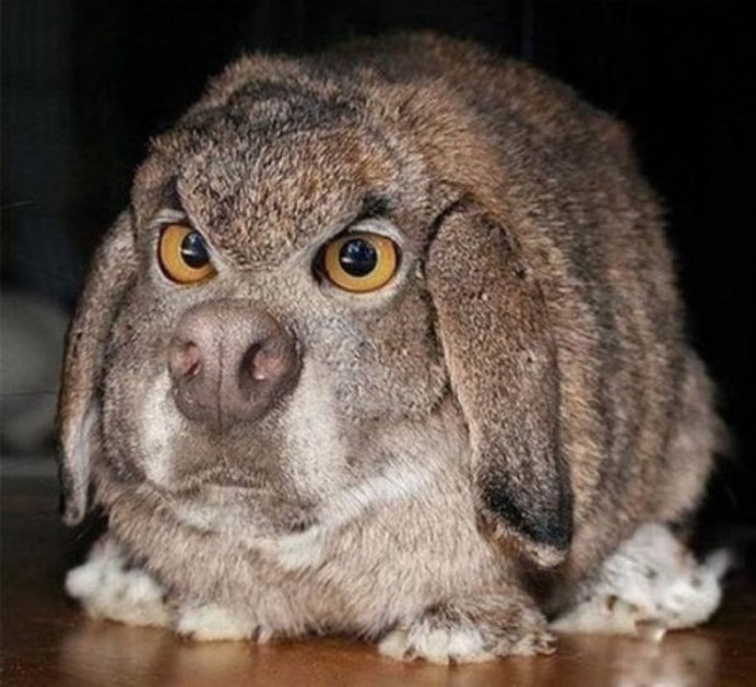 Недовольный заяц