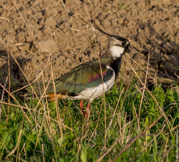 Чибис Vanellus Vanellus leucurus.
