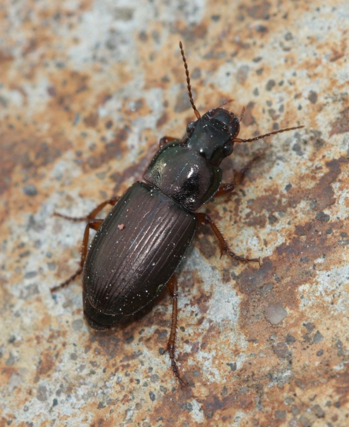 Harpalus Modestus