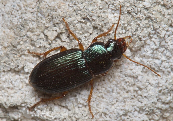 Harpalus ыфпкштгы