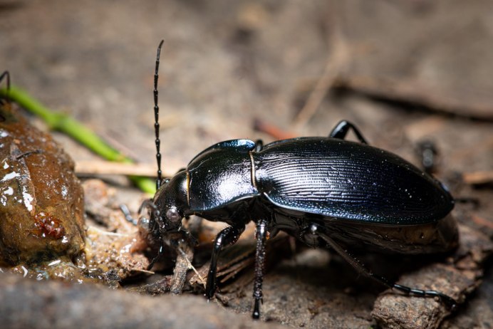 Жужелица Harpalus rufipes