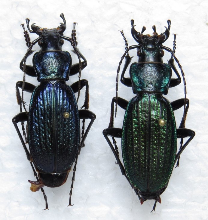 Nebria Жук
